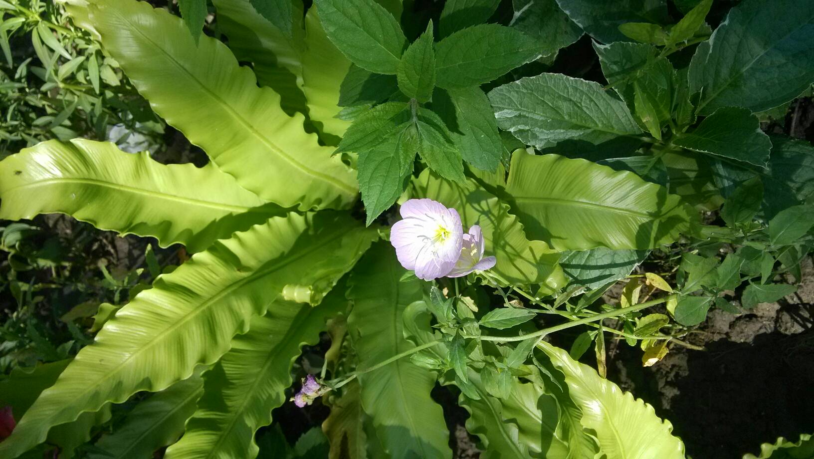 韩国三级在线观看久